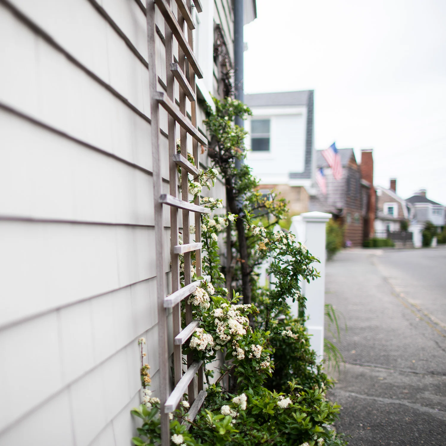 Flowers in Rockport, MA.