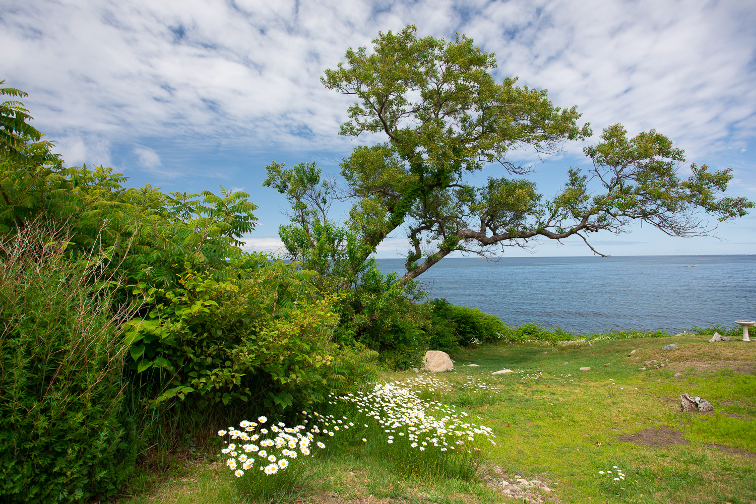 Wider view of the Atlantic Ocean and native daisies growing in Rockport, MA.
