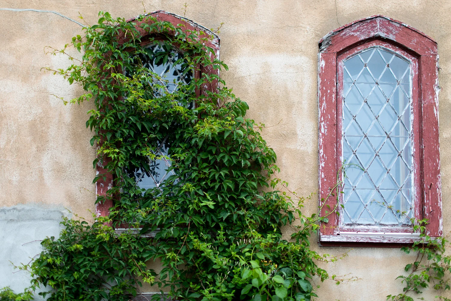 Ivy covering a window at the Hammond Castle.