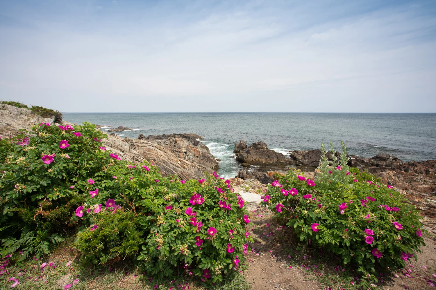 Flowers are plentiful on Marginal Way. Gorgeous.