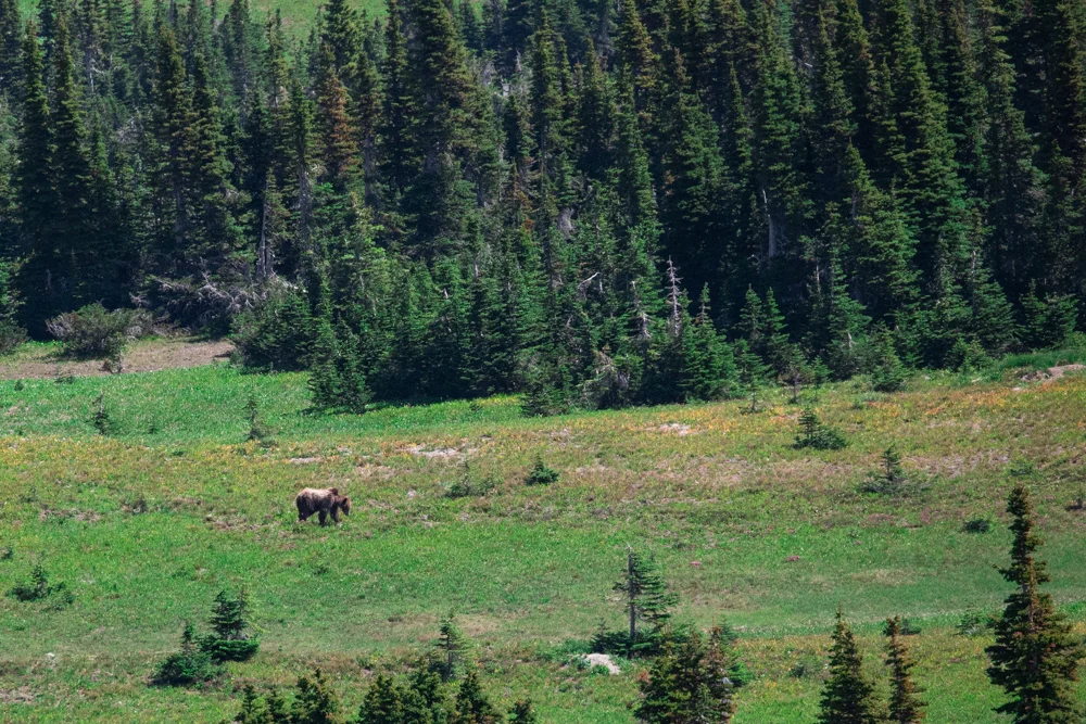 Grizzly bear seen from a distance.