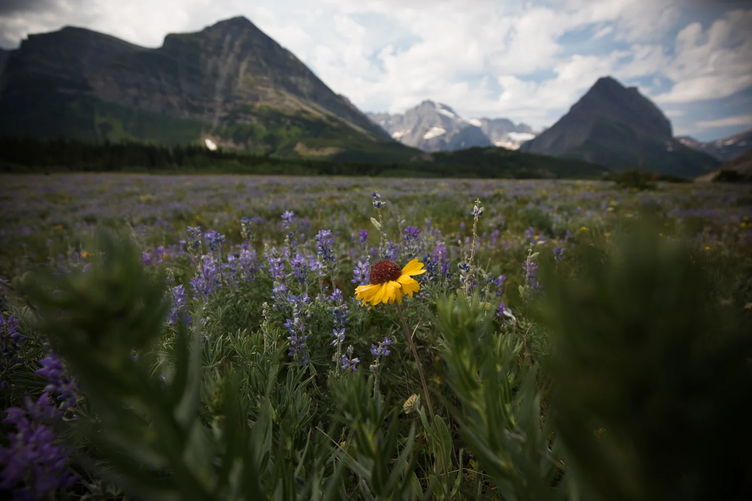 A lone blanket flower is seen among the lupines. Source .