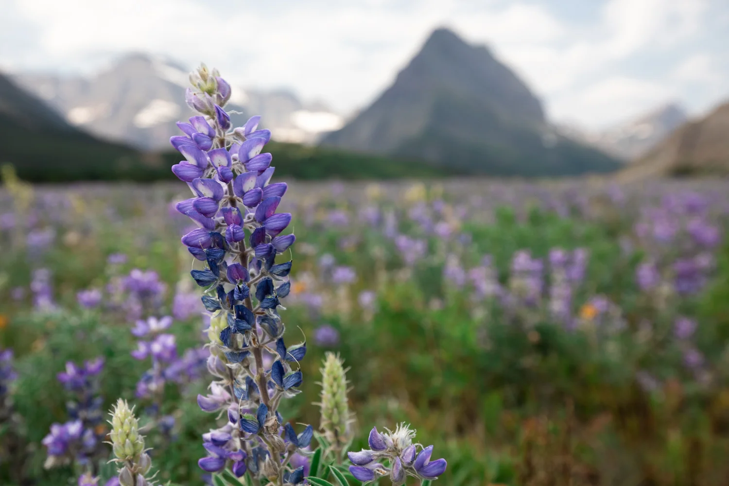 Bigleaf lupine in a flower field at Glacier National Park. 