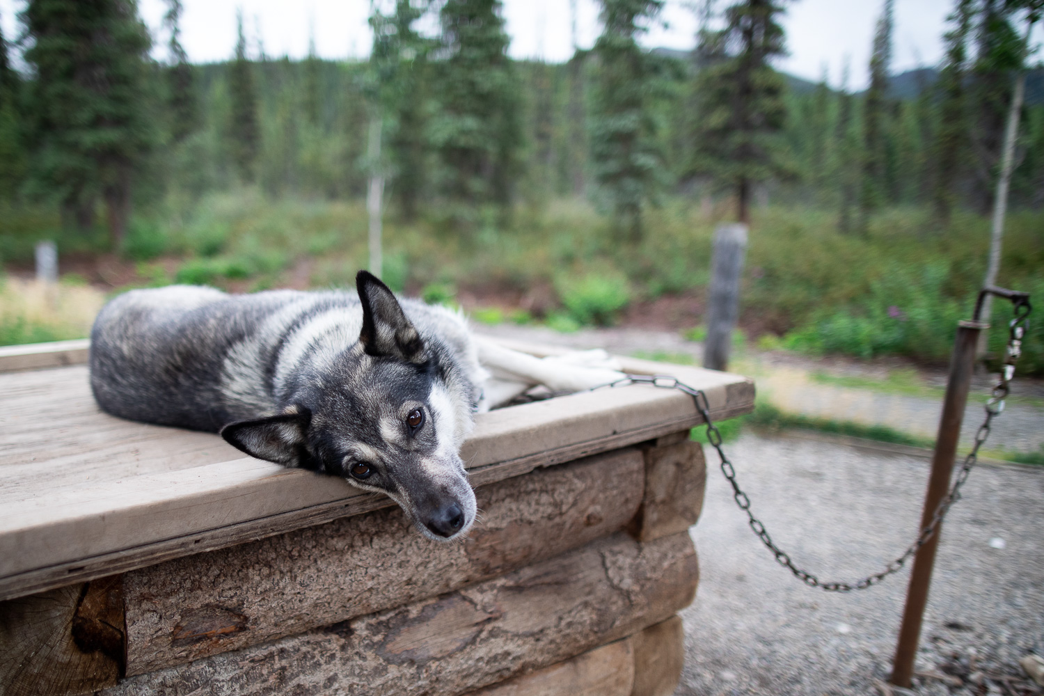 denali kennel tour