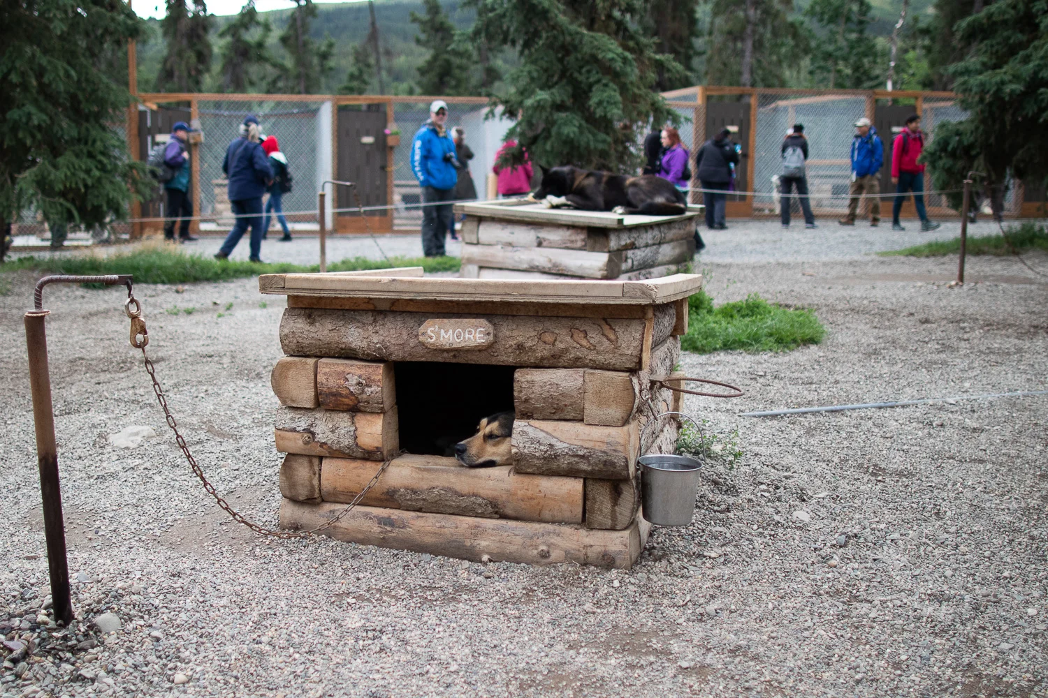 S'More taking a break. S'More is one of the shier dogs in the Denali kennels.