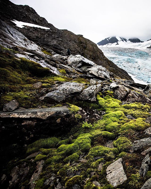 Life finds a way.
⠀
I am reposting one of my favorite images from #Alaska, as I was never satisfied with the crop I presented in the past...
⠀
Swipe left (👈) to see the enormity of the glacier in the background.