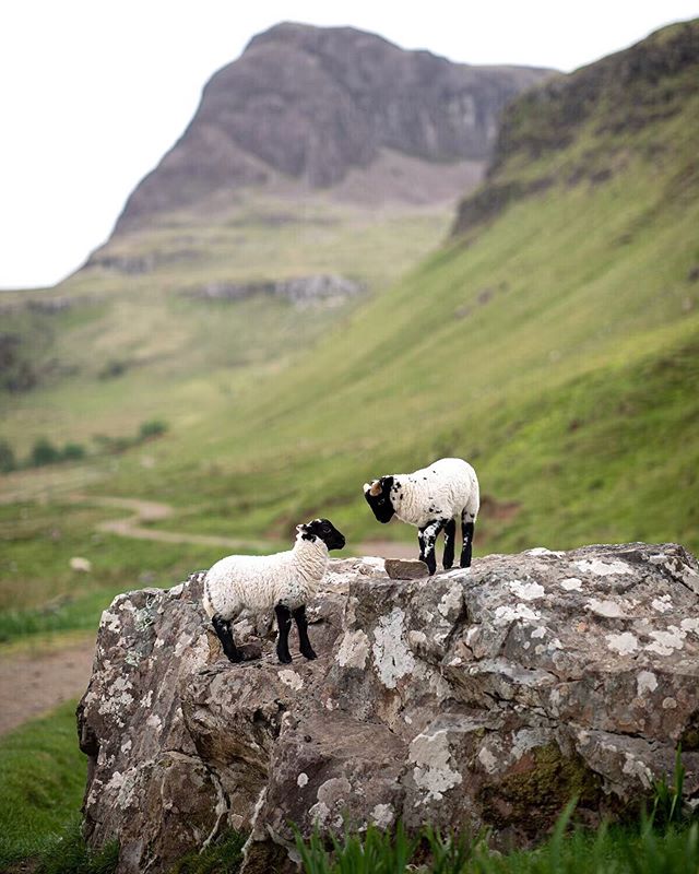 Making friends in Scotland :-)
⠀
I looked around, but Mary wasn&rsquo;t anywhere in sight 😂
⠀
#cutenessoverload