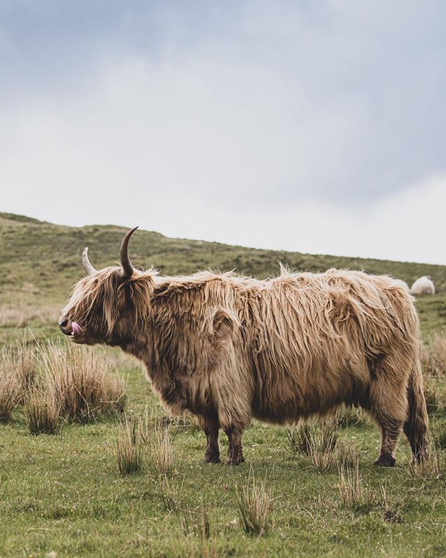 Such delightful creatures on the Isle of Skye in #Scotland. 👅