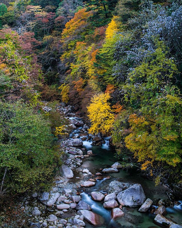 Currently traveling through #Japan... and the autumn colors have hit their peak. A beautiful spot near the village of Tsumago.