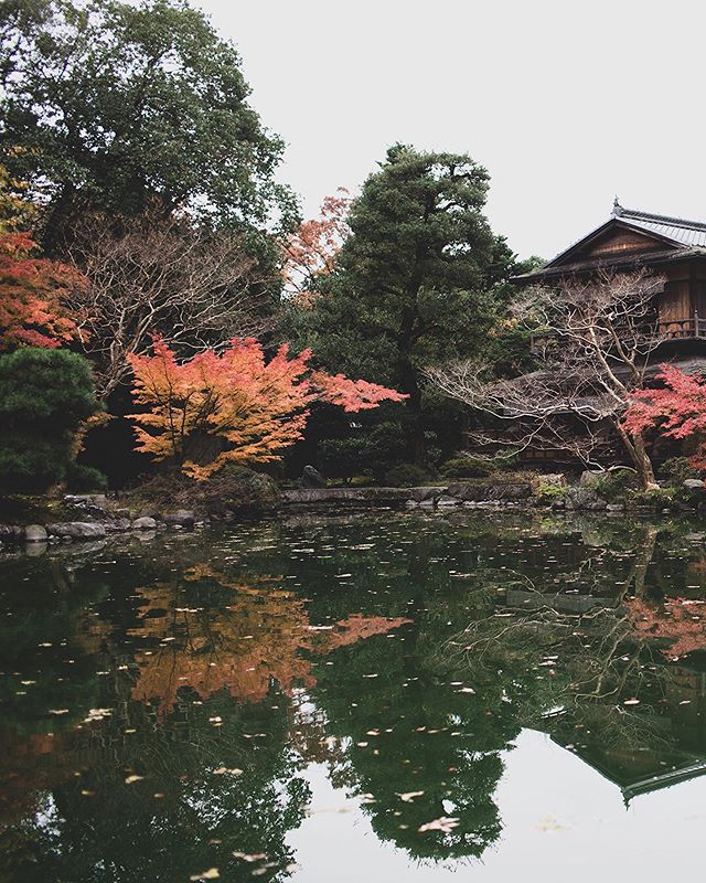 A peaceful autumn 🍂 morning on the grounds of the Kyoto Imperial Palace.