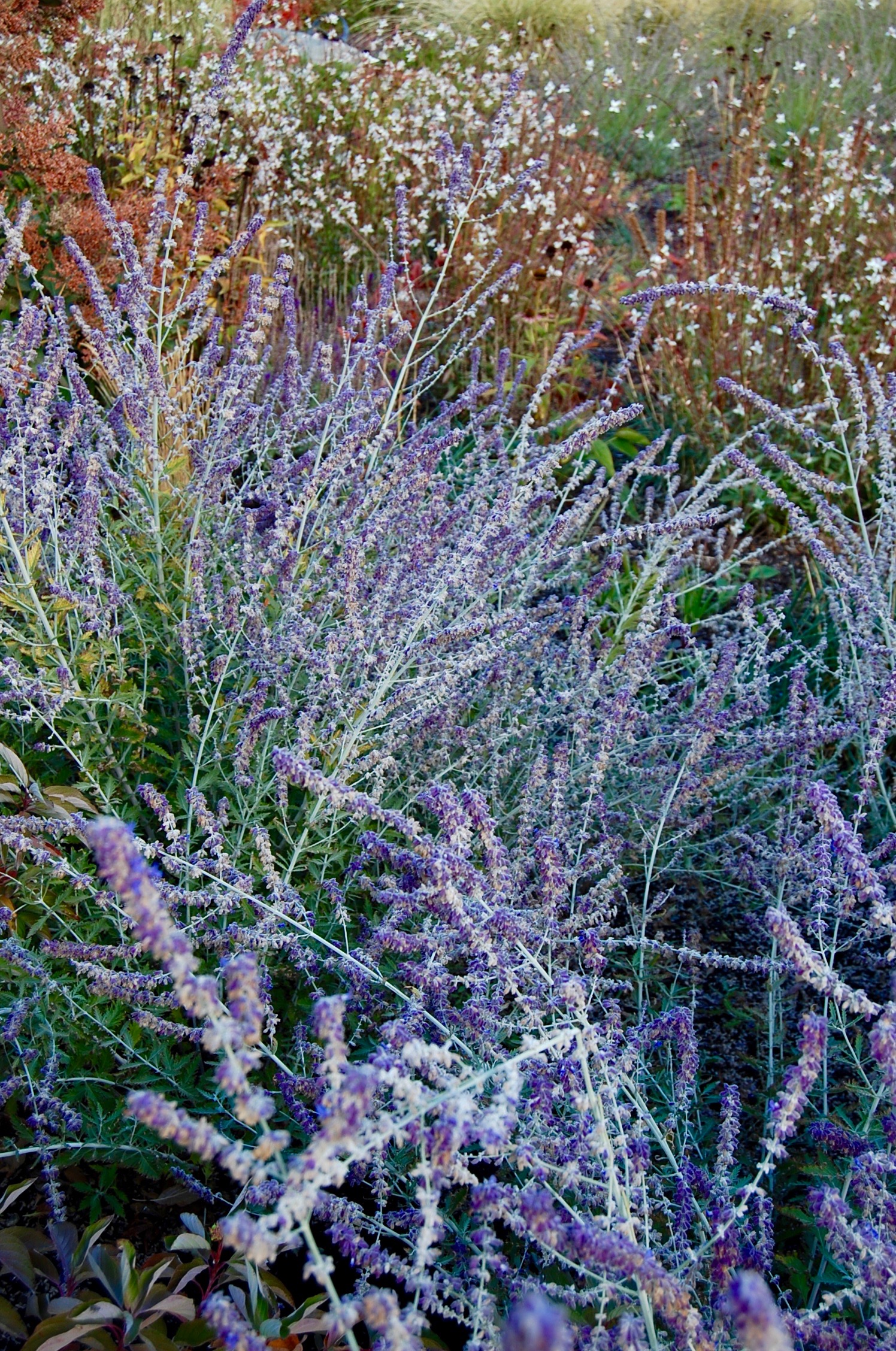 DSC_0916.jpg