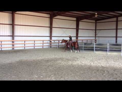 90 Day Horse "Cash"