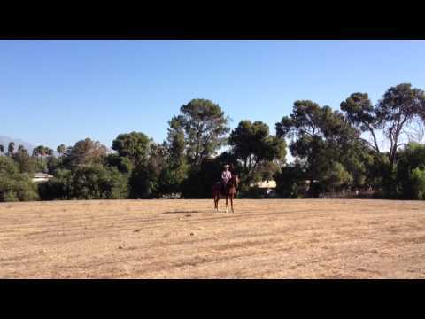 90 Day Horse "Cash" Outside