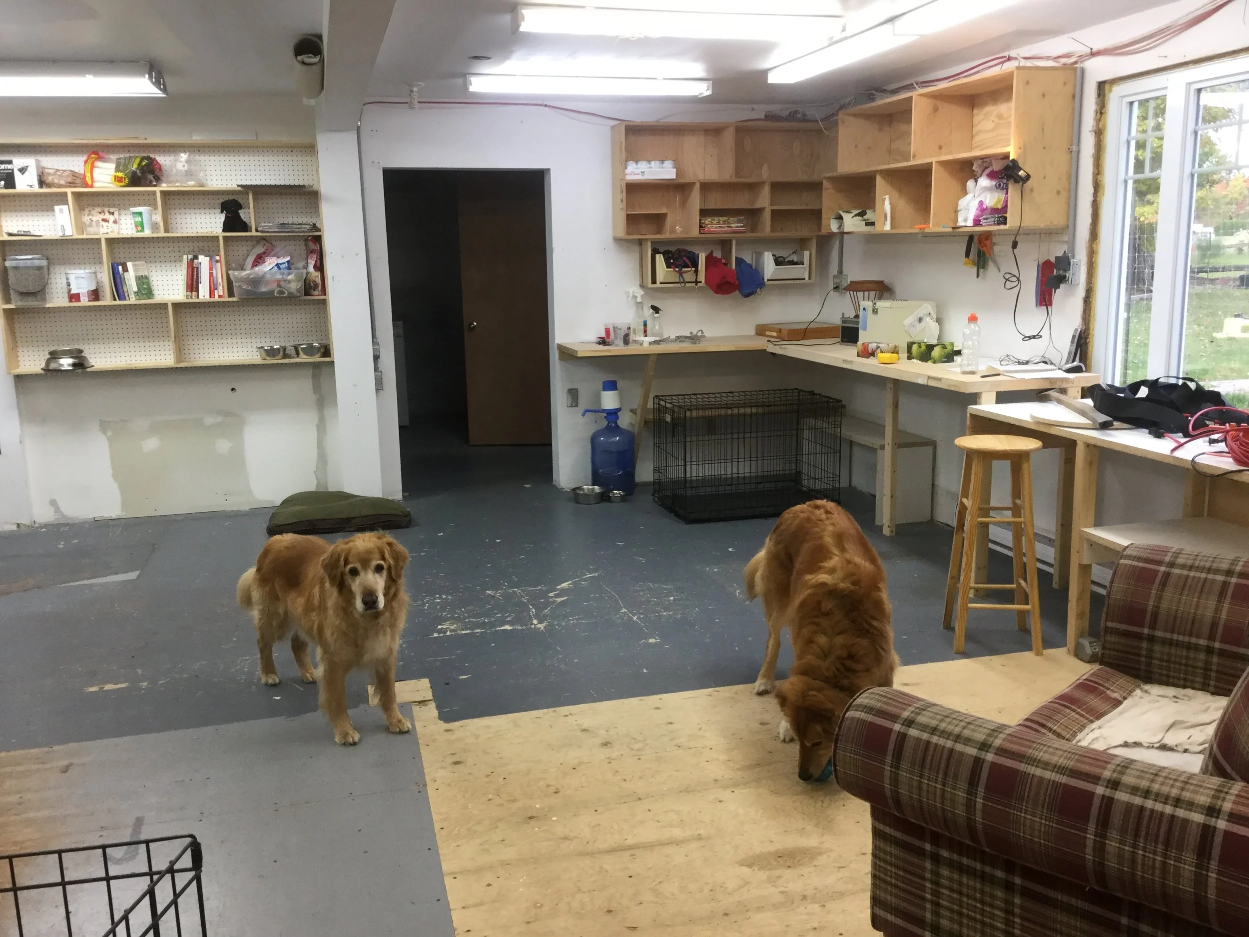 L'intérieur de la maison des chiens