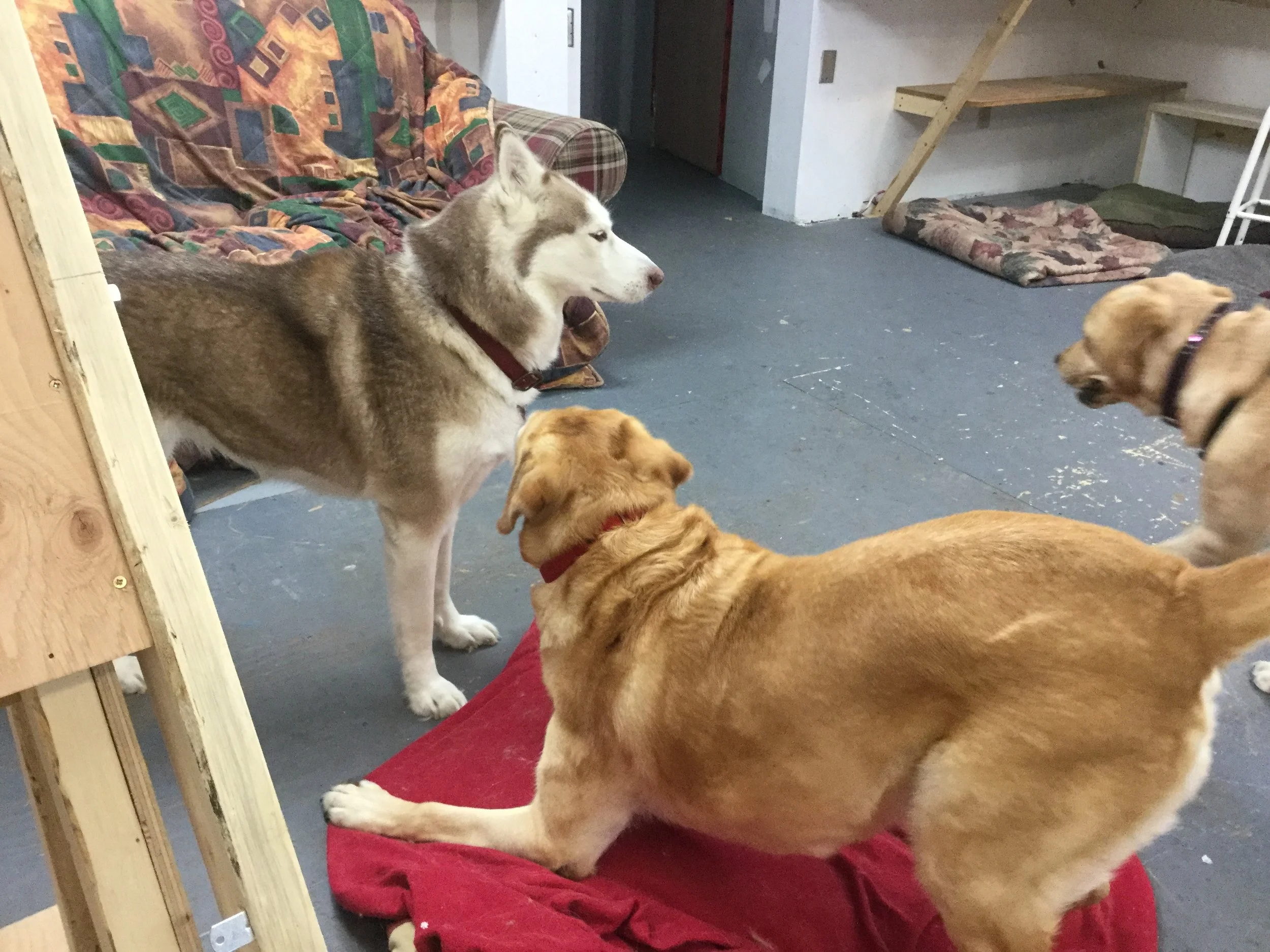 Appel au jeu inutiles de Nala!