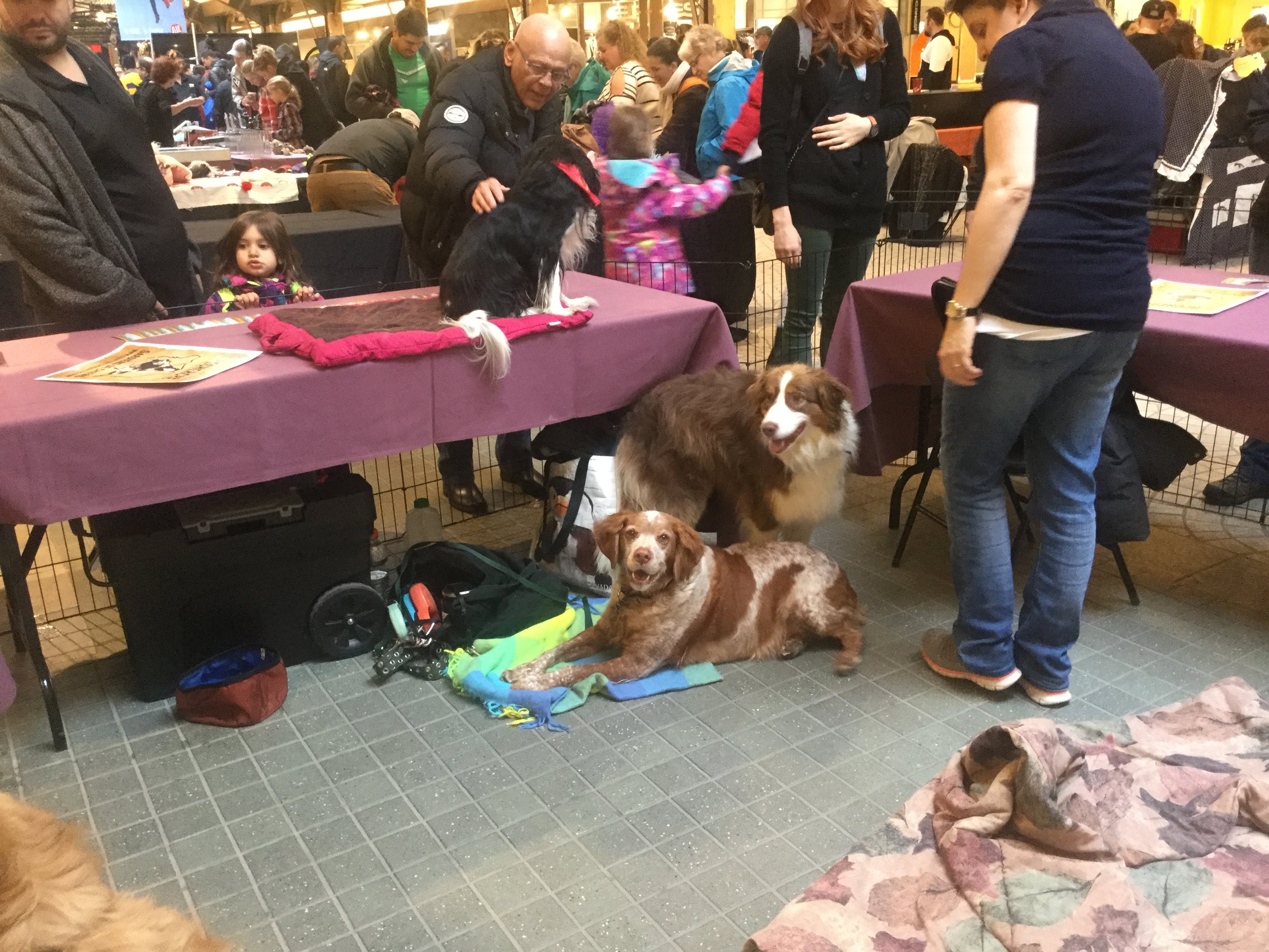 Salon des animaux exotiques 2016
