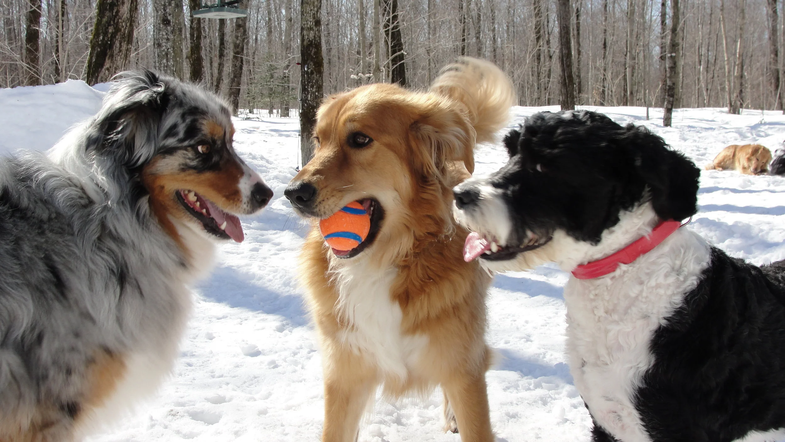   Rencontrer le gardien   Faites une visite avec votre chien. 