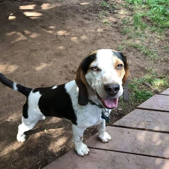Voici quelques photos de nos pensionnaires chez leurs gardiens.
Rocky, un beagle pour un 2e s&eacute;jour chez M&eacute;lanie &agrave;
Cap-Sant&eacute;.
Lola, un cavalier king charles et Zo&eacute; un caniche royale chez Linda &amp; Sylvain &agrave; 