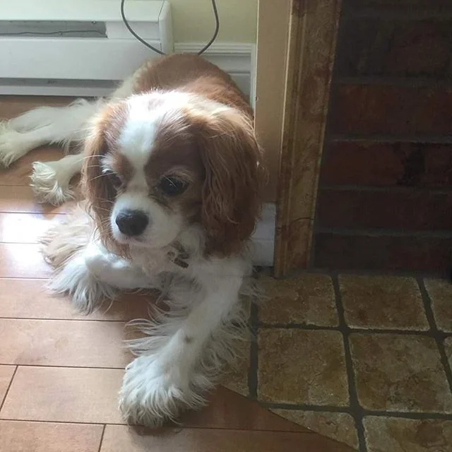 Voici quelques photos de nos pensionnaires chez leurs gardiens.
Dharma, un cavalier king charles chez Clo&eacute; &agrave; St-Augustin.
Ferdinand, un airedale ainsi que Lola, un cavalier king charles chez Linda &amp; Sylvain &agrave; Ste-Foy.

#couet