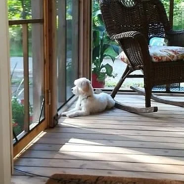 Voici quelques photos de nos pensionnaires chez leurs gardiens.
Th&eacute;o, crois&eacute; morkie chez Sophie &agrave; l&rsquo;Ange-Gardien.
Kapaa, chien d&rsquo;eau portugais chez Linda &amp; Sylvain &agrave; Ste-Foy.

#couetteetcroquettes #pensionf