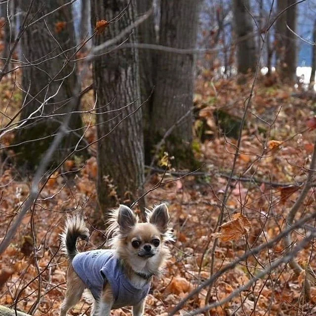 Voici quelques photos de nos pensionnaires chez leurs gardiens. 😍
☑️Fili, chihuahua papillon chez Clo&eacute; &agrave; St-Augustin;
☑️Flo, teckel chez M&eacute;lissa &agrave; Portneuf;
☑️M. Babar et M. Wilson, bassets chez Marc-Andr&eacute; &amp; St