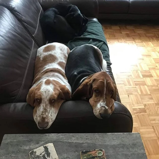 Voici quelques photos de nos pensionnaires chez leurs gardiens. 😍
☑️ M. Babar et M. Wilson, bassets chez Marc-Andr&eacute; &amp; St&eacute;phanie &agrave; L&eacute;vis;
☑️ Fili, chihuahua papillon et Zozo, bouledogue fran&ccedil;ais chez Clo&eacute;