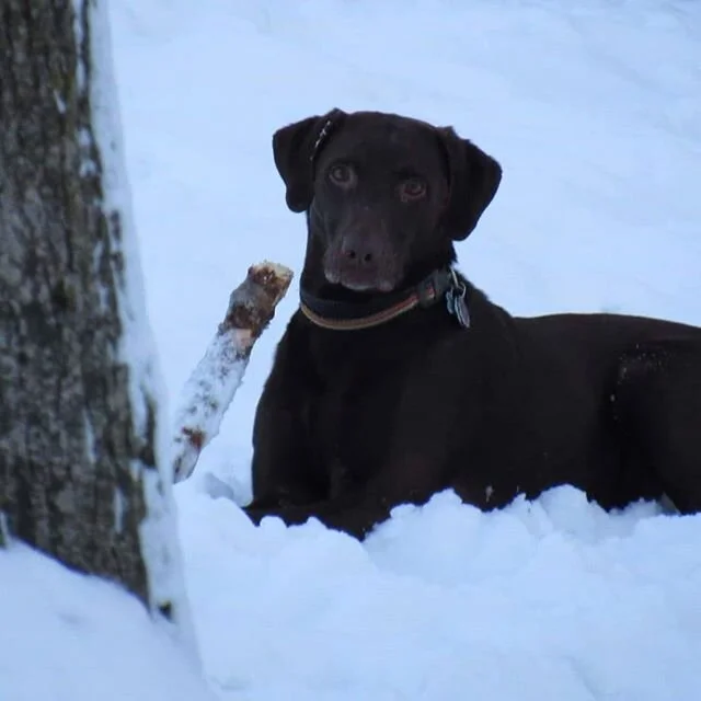 Des pensionnaires qui profitent de la neige chez leur gardien. 🐶❄️💚
#couetteetcroquettes #pensionfamilial #goldenretriever #golden #goldenblond #labrador #labrador_ #labradors #labra