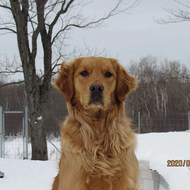 Des pensionnaires qui passent une belle rel&acirc;che 🐶❄️💙
#couetteetcroquettes #pensionfamilial #griffon #goldenblond #goldenretriever #golden #chien #dog #dogsnow #instadogs