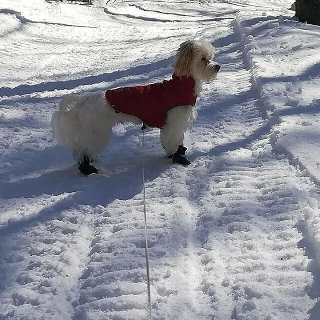 Voici le beau Th&eacute;o qui a pass&eacute; le week-end chez sa gardienne Sophie &agrave; l'Ange-Gardien. 🐕❄️💙
#pensionfamilial #couetteetcroquettes #chien #morkie #morkielove #morkielife #morkies