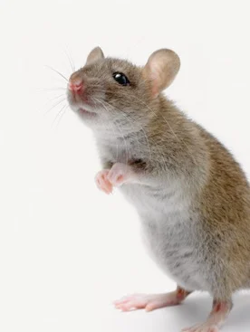 rat.jpg