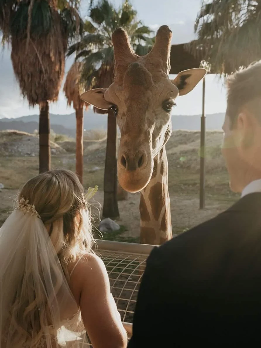 Omg a giraffe cameo? Say less 🦒✨

Hair &amp; Make up that lasts through the zoo and &ldquo; I do &ldquo; &mdash; polished, elevated and not going anywhere hair.
We added clip-in extensions to keep those curls full, bouncy all day- night. 🧡 
&bull;
