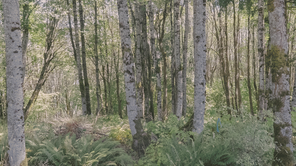 Forest_Bobby.gif