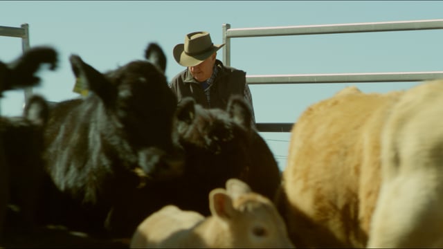 Hungry Jack's // Better Beef Story