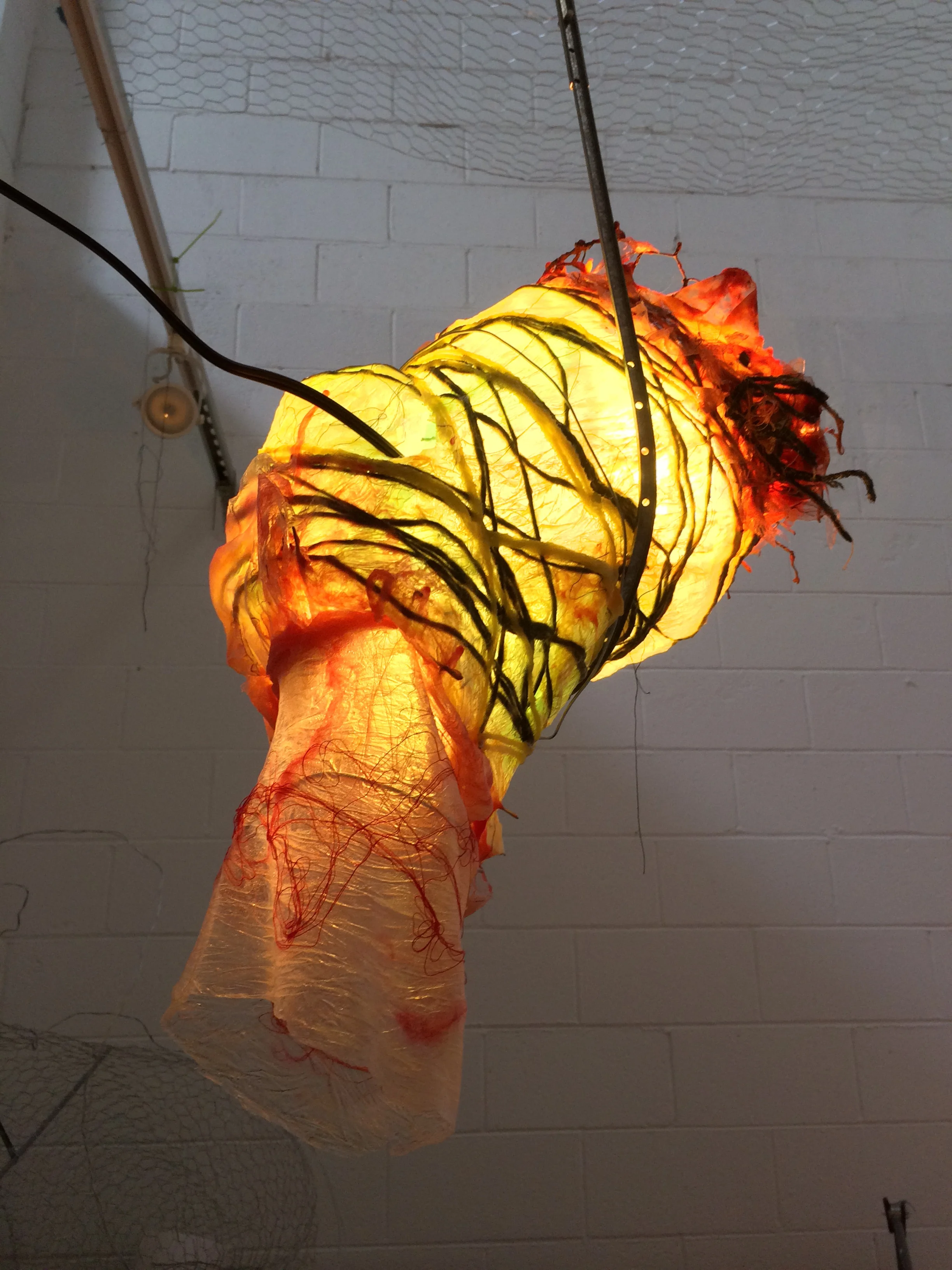 Marque Periplasm B (3).JPG