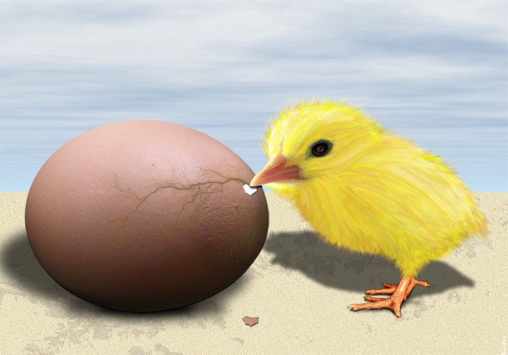 Chicken_or_the_Egg_720x504.jpg