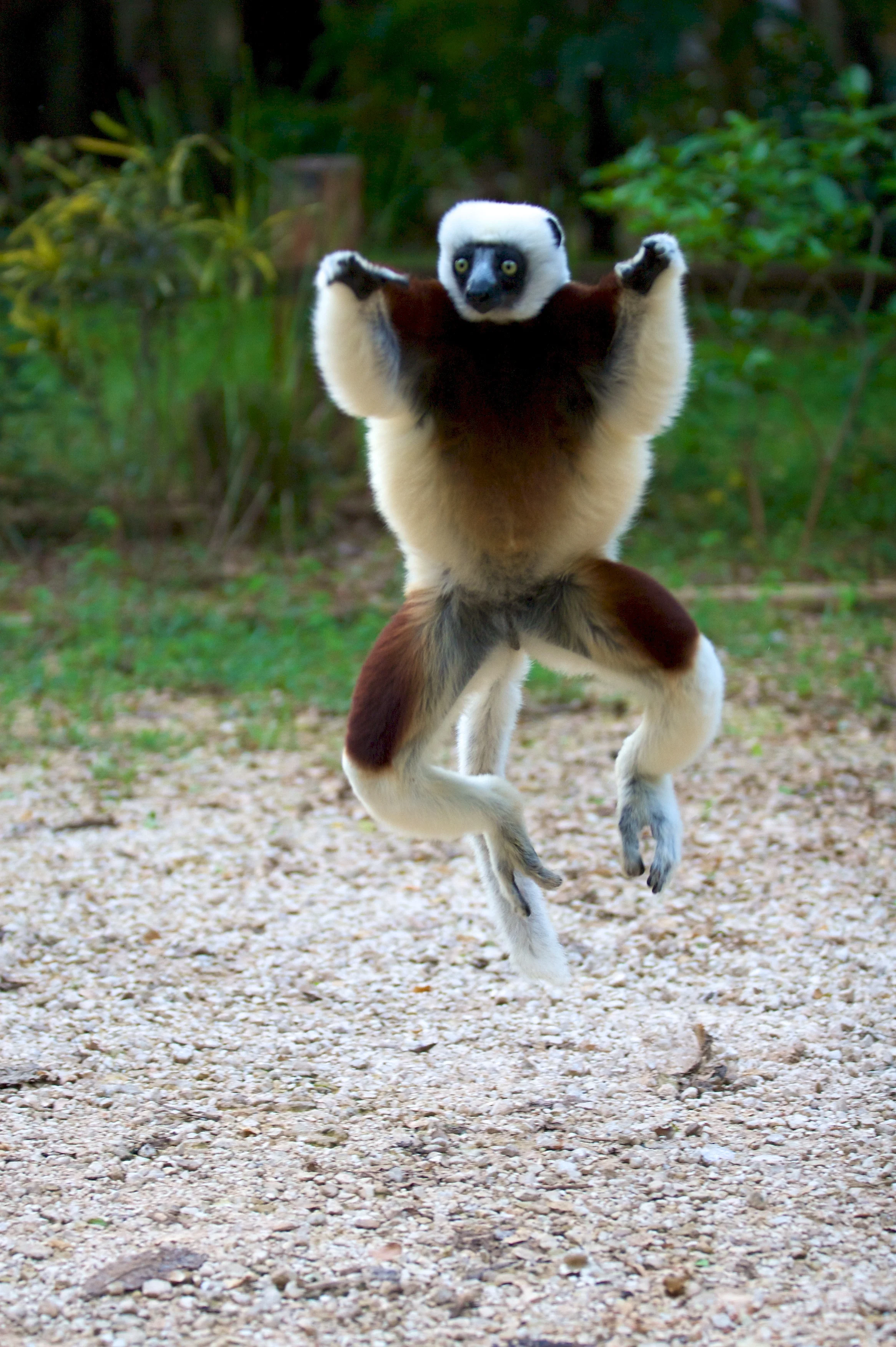 Jumping sifaka in Ankarafantsika National Park. Photo by Travis Steffens