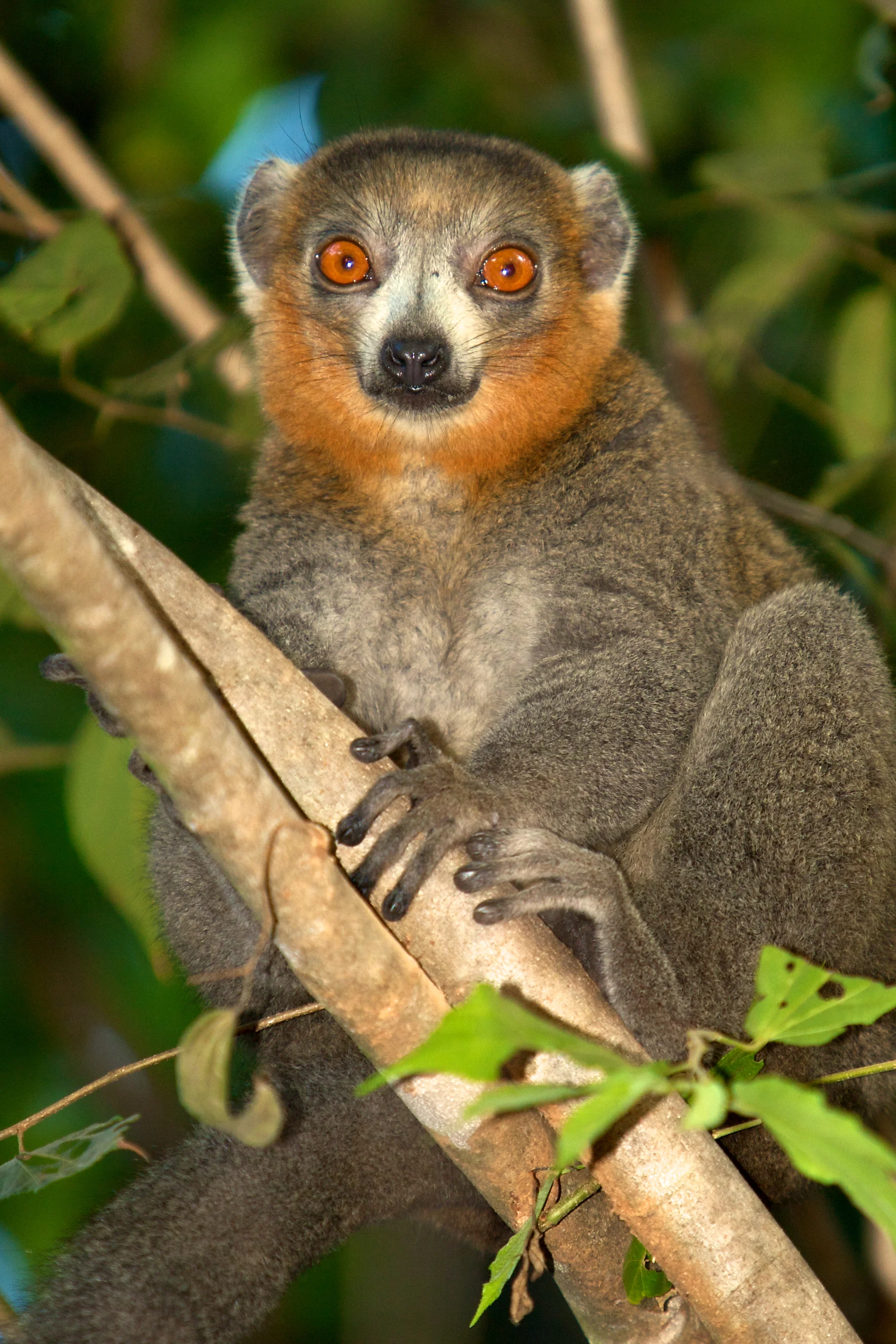 Planet Madagascar_male mongoz.jpg