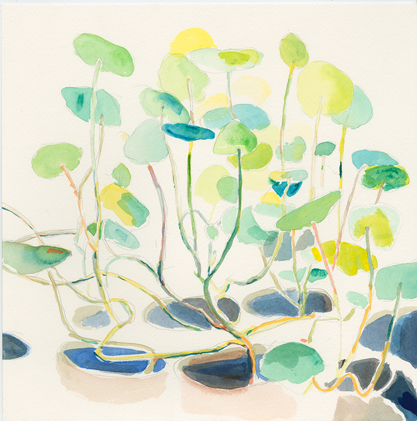 nasturtium02.jpg