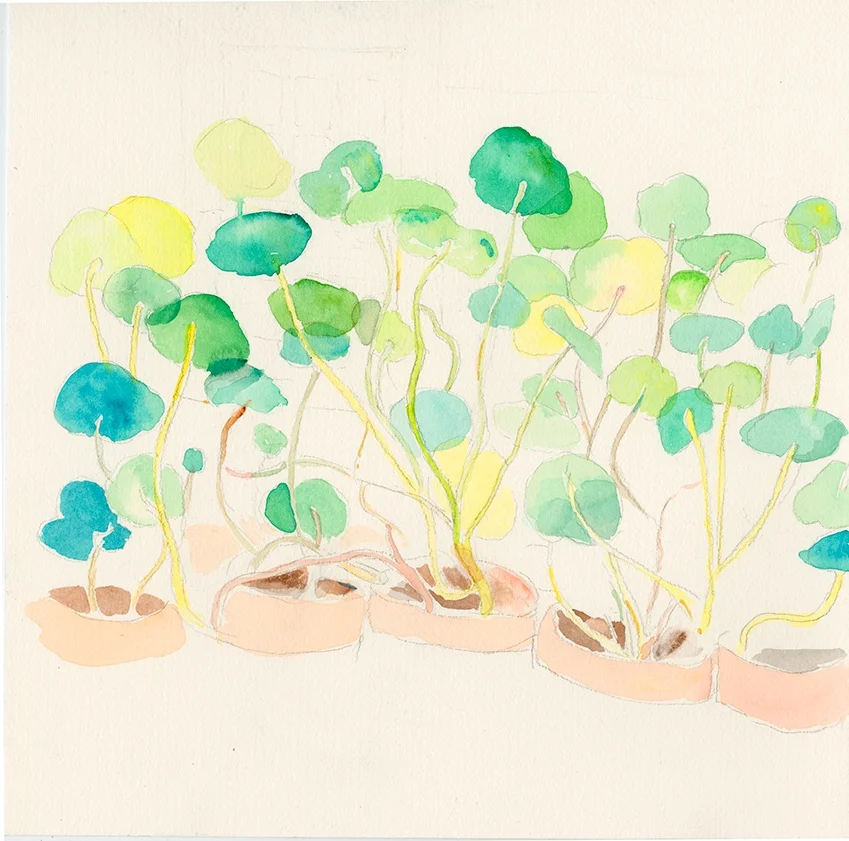 nasturtium01.jpg
