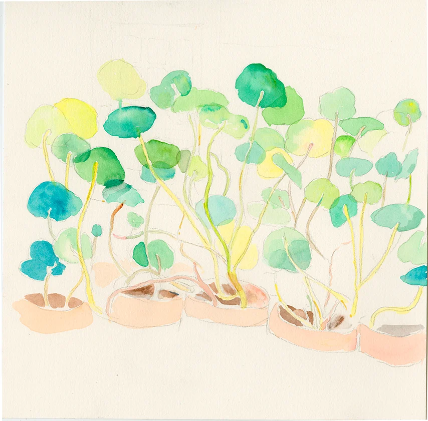 nasturtium01 copy.jpg