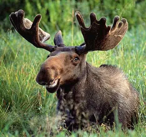smilingmoose.jpg