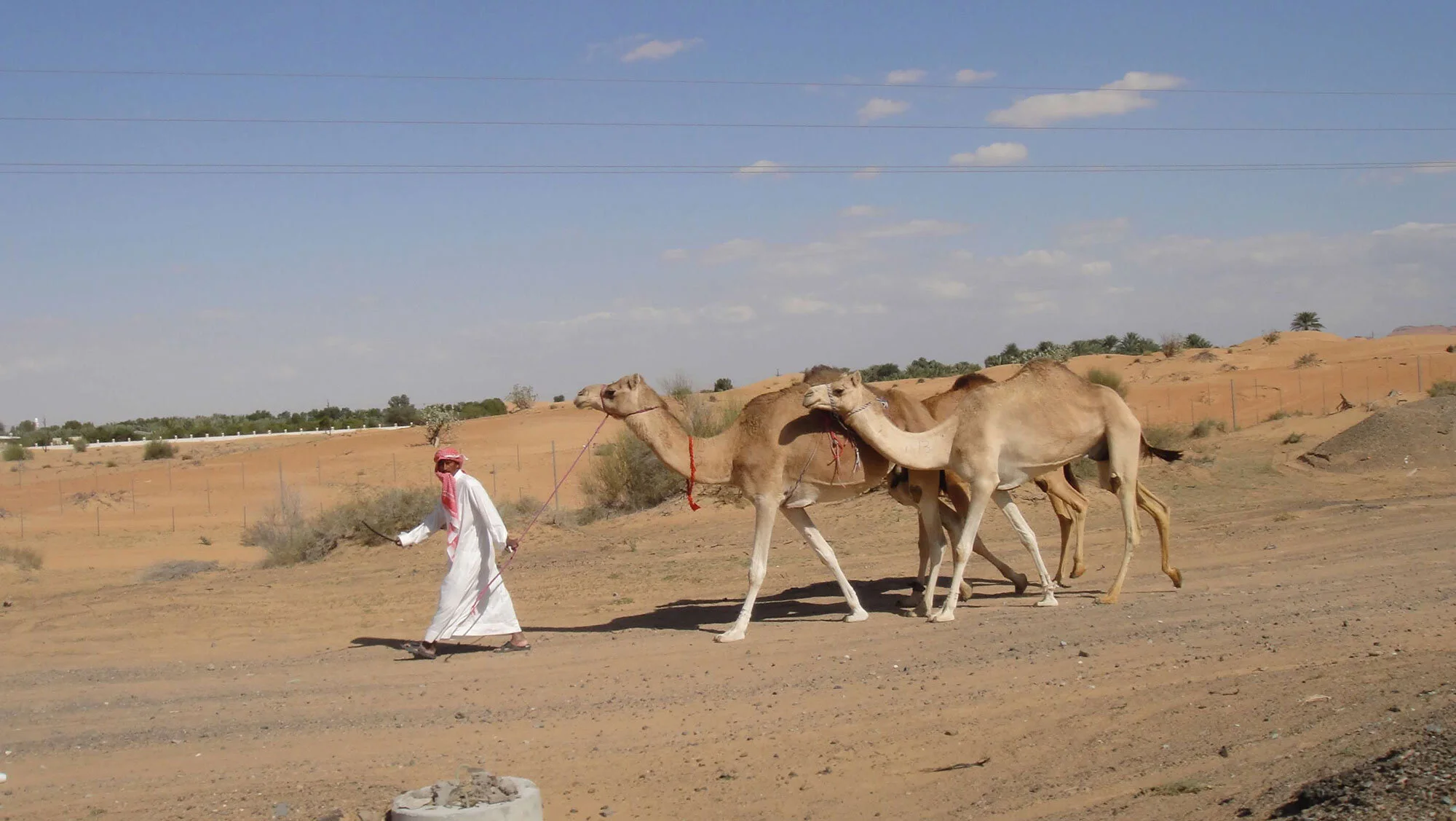 Desert in Abu Dhabi, UAE