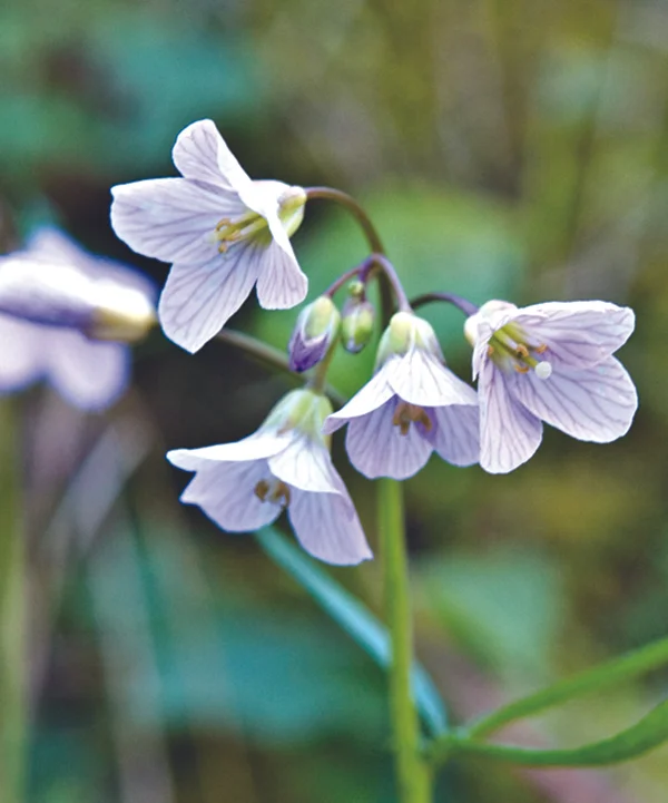 Spring_beauty adj.jpg