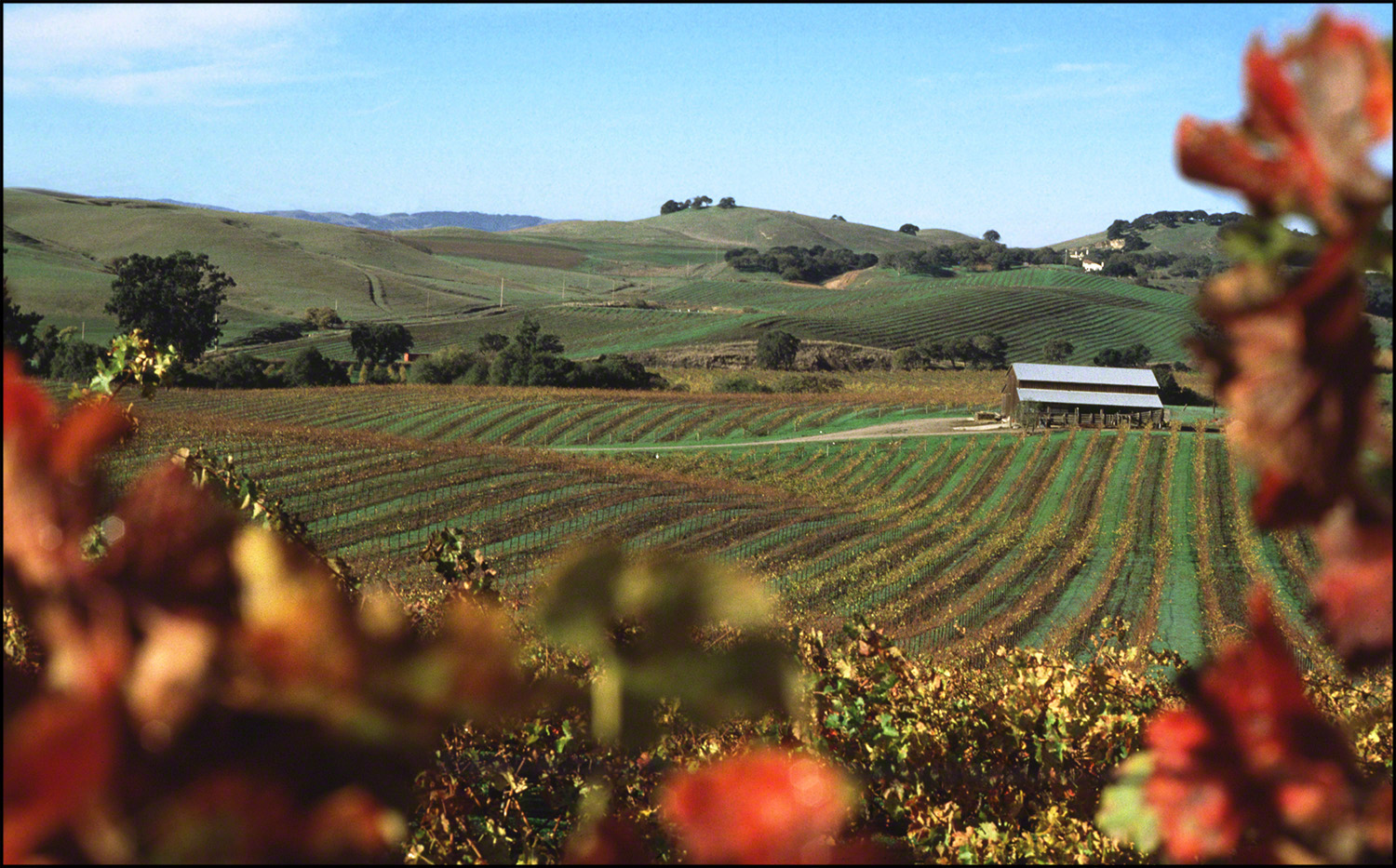 FallCarneros2.jpg