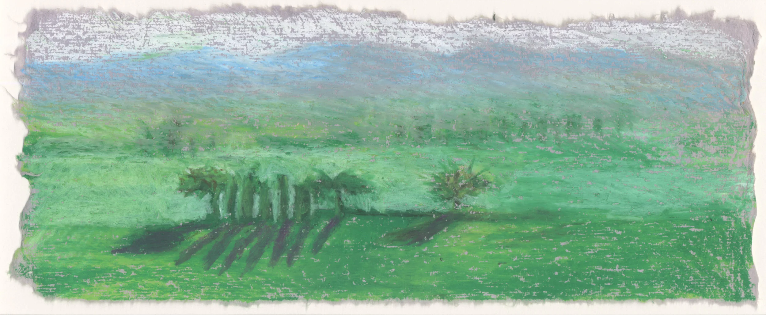 Assisi Fields