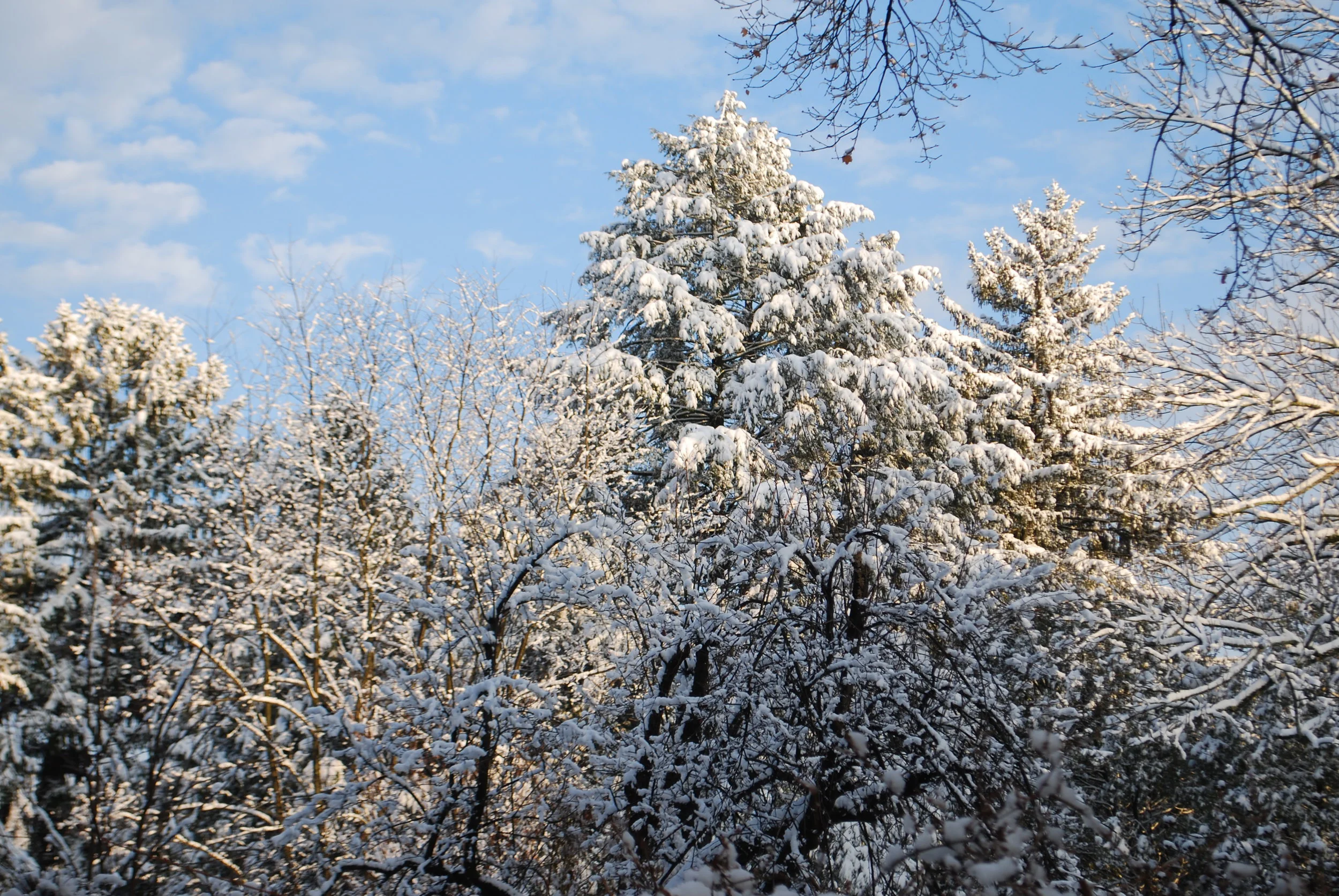 Snow Day!