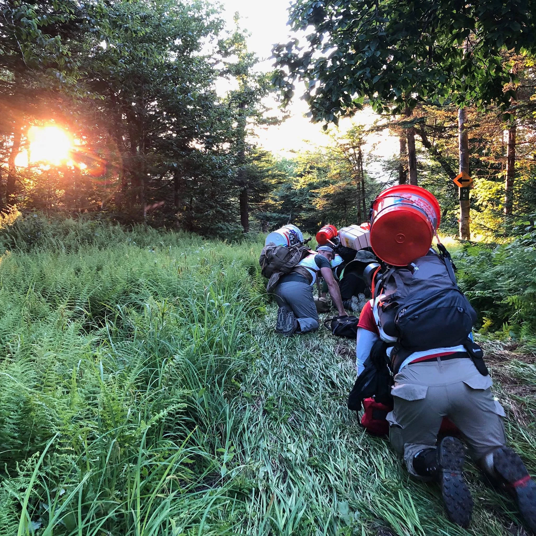 Reverse crawl down bloodroot