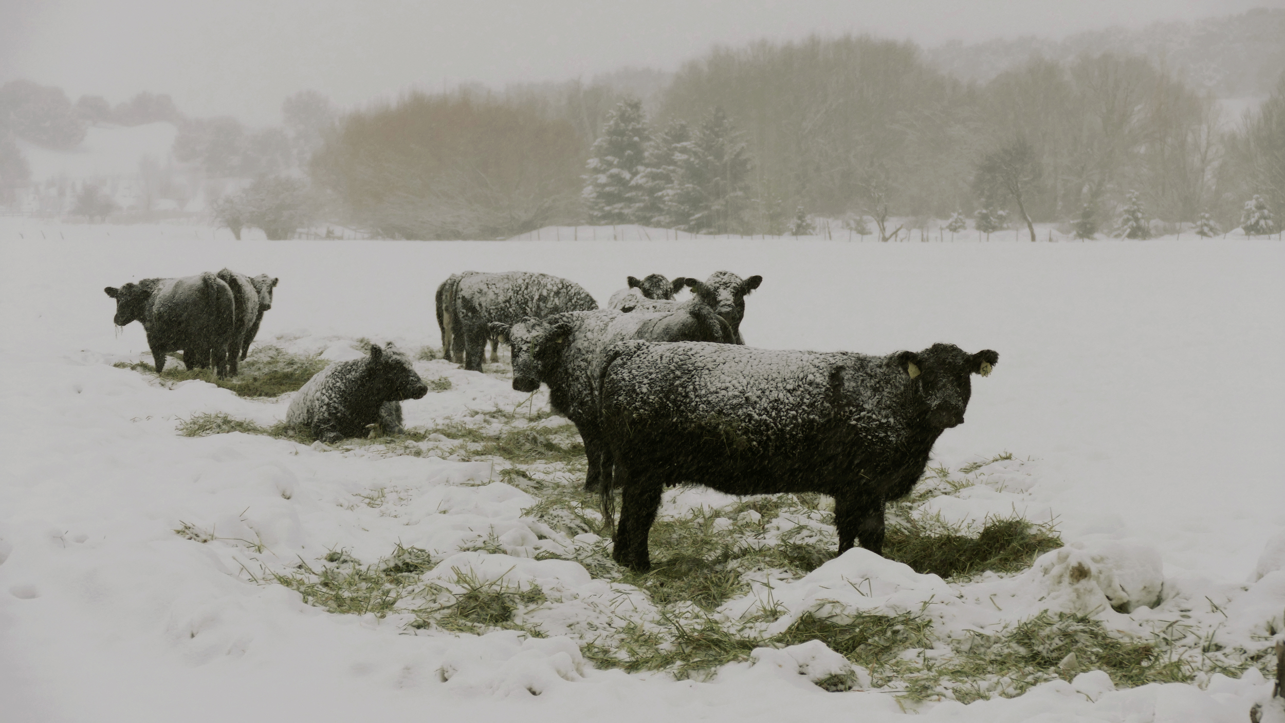  Snow Blankets - 34 x 24 Framed 