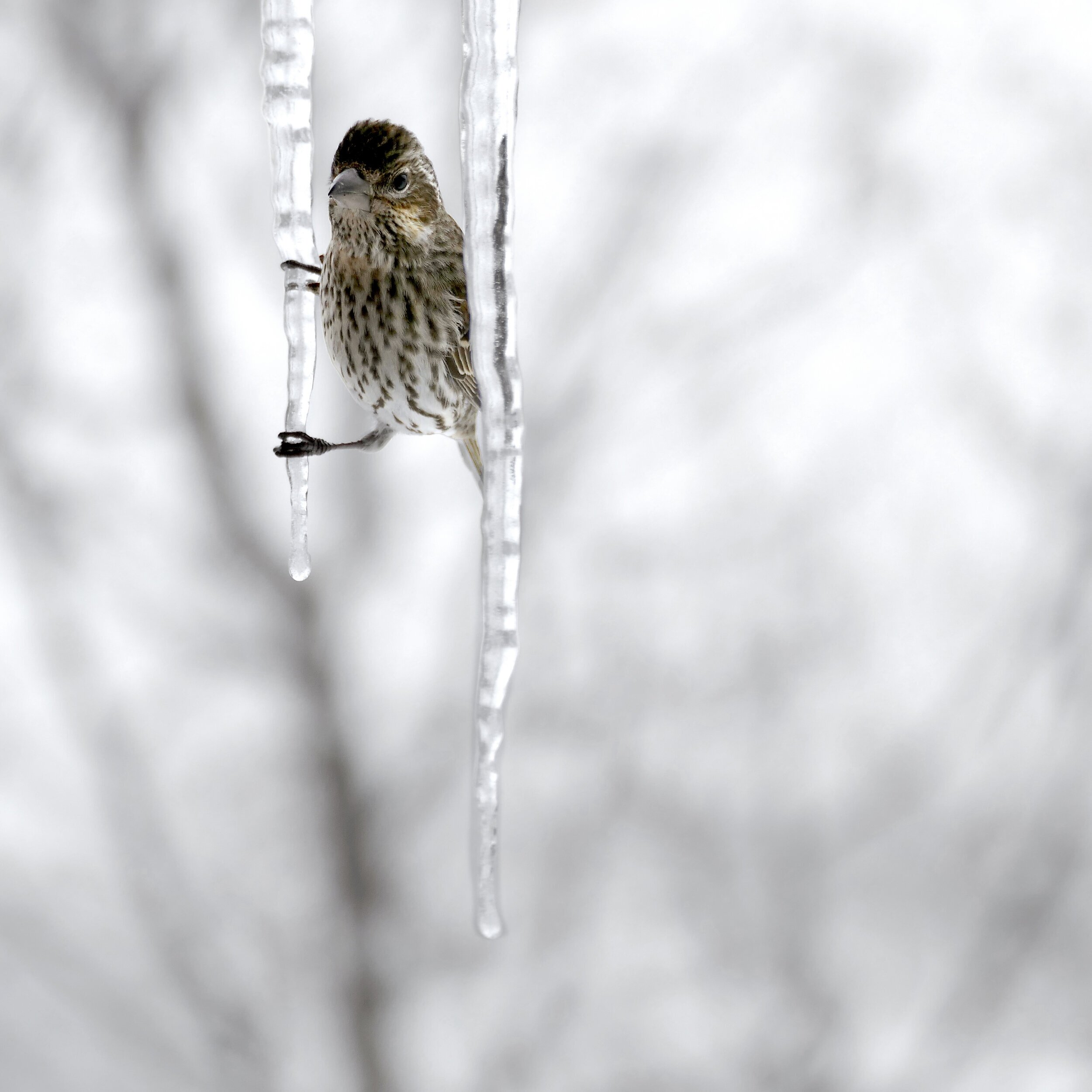 February Finch