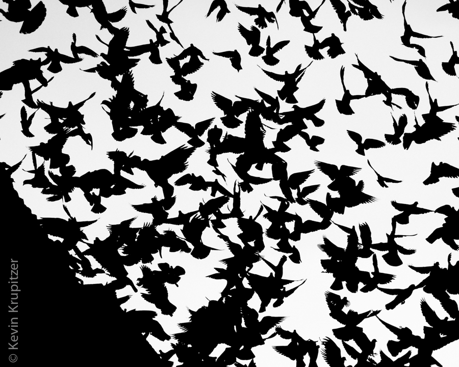 Nepalese Pigeons 01.jpg